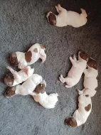 Německý krátkosrstý ohař - štěňata s PP